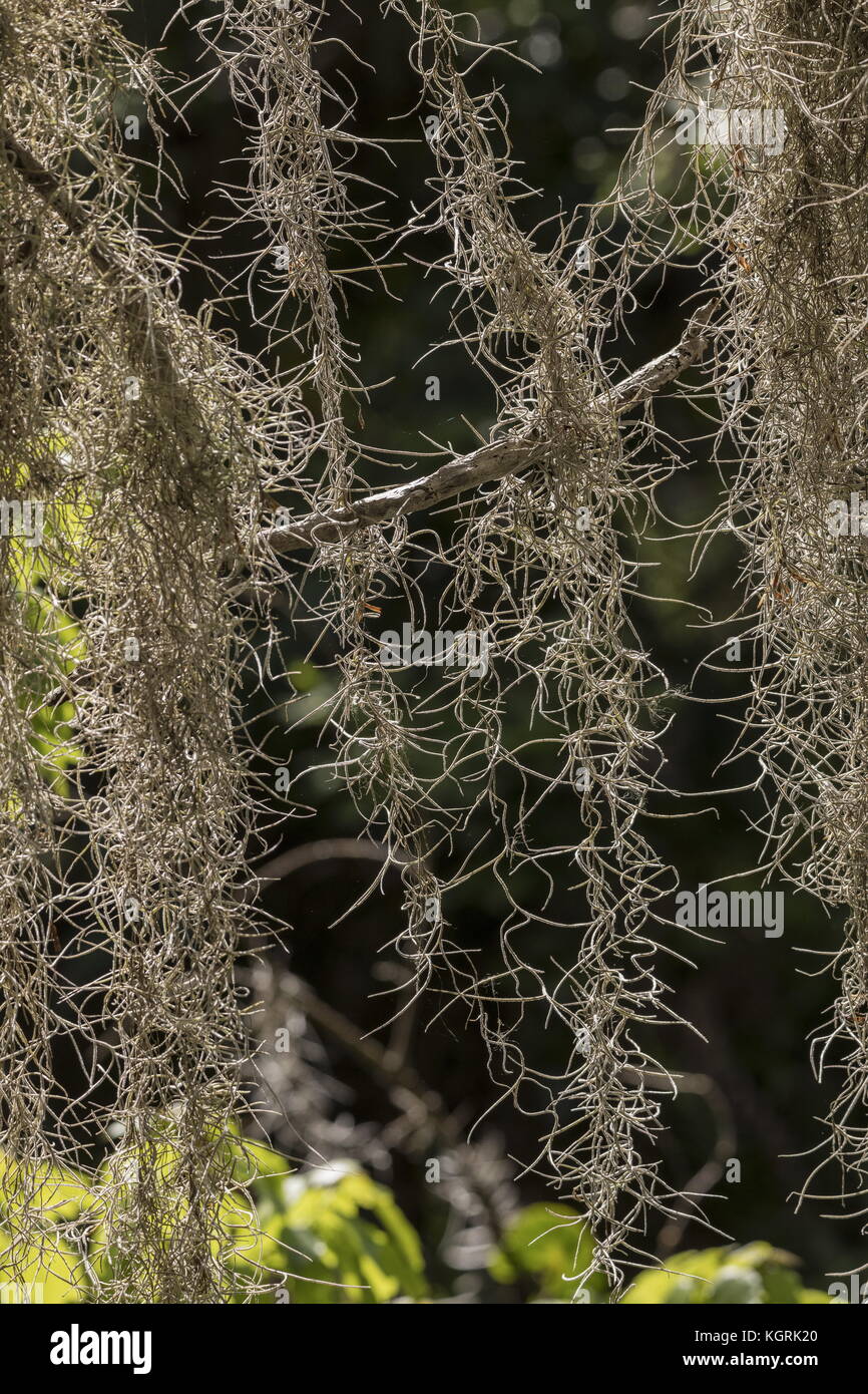 Muschio spagnolo, Tillandsia usneoides, crescendo come epifite su legni di rovere; Florida. Foto Stock