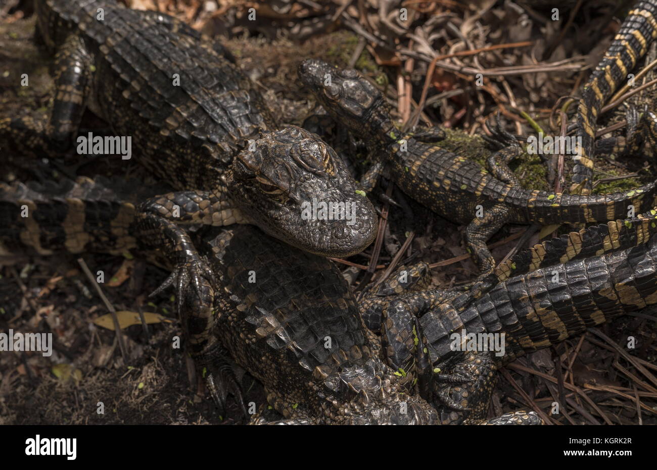 Young American alligatori, alligatore mississippiensis, raggruppati in "nursery". Florida. Foto Stock