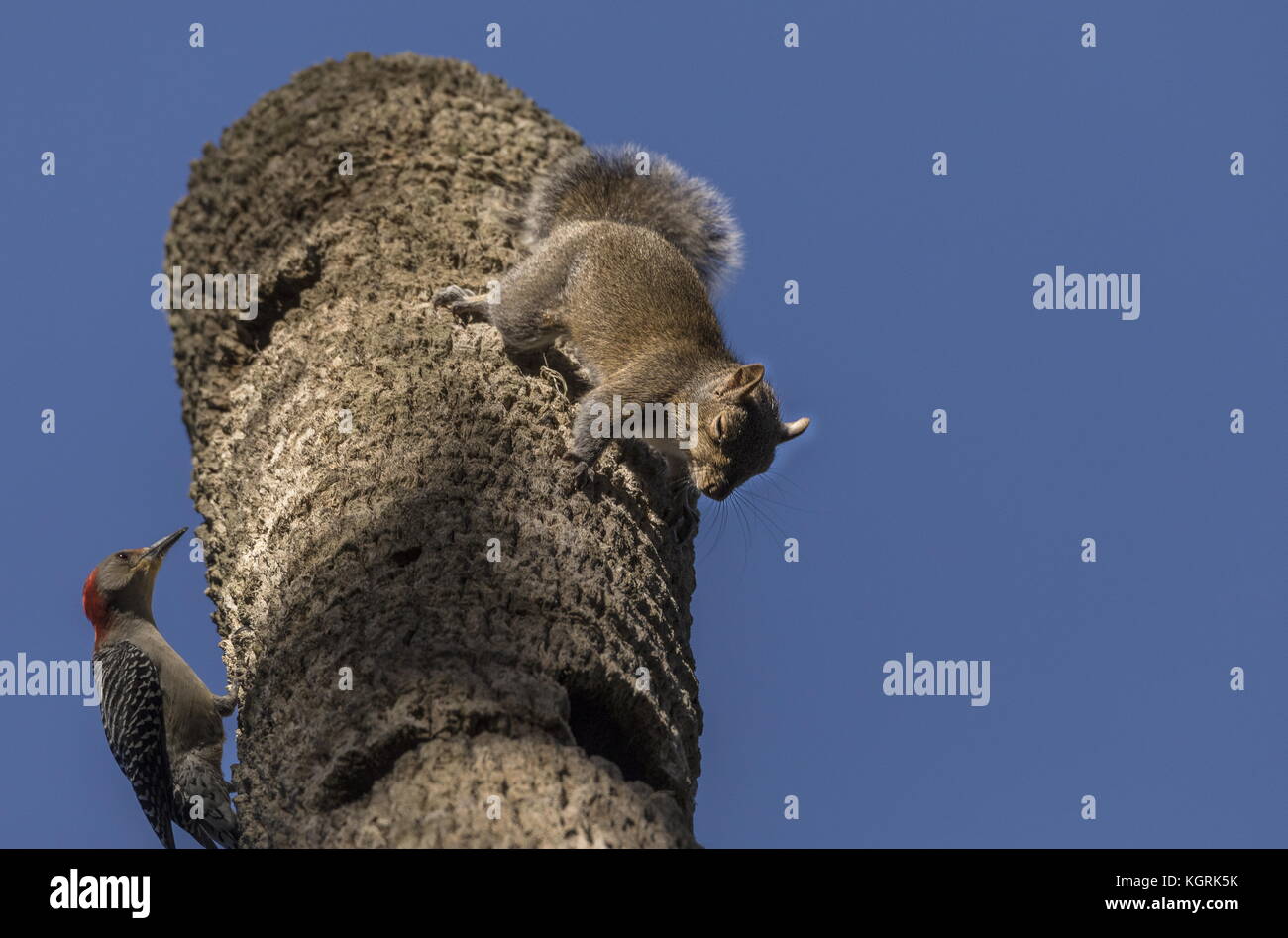 Maschio rosso-picchio panciuto, Melanerpes carolinus difendendo il suo nido contro aggressiva di scoiattolo grigio, Florida. Foto Stock