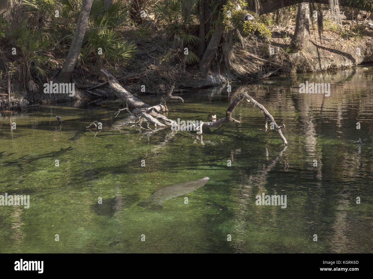 Florida manatee, Trichechus manatus latirostris, prossimi alla superficie in clear spring creek, molla blu del parco statale, arancio, Florida Foto Stock