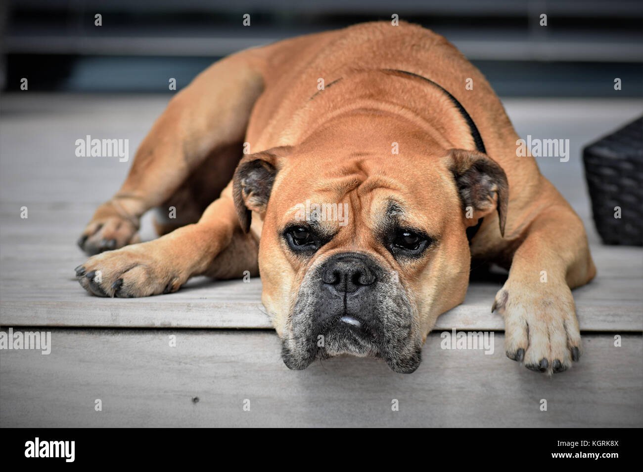 Il Lazy Dog sitter Foto Stock