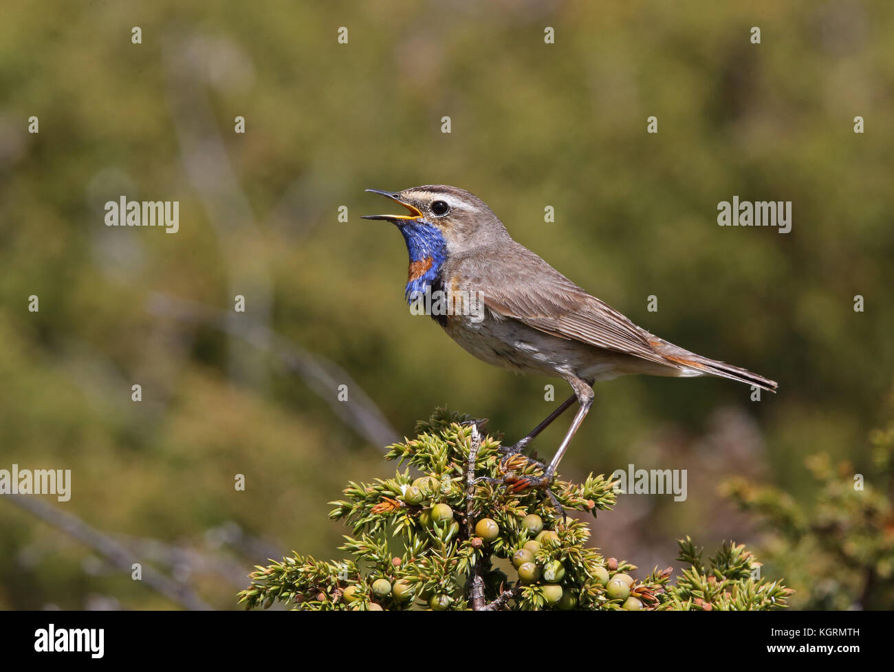 Bluethroat, Luscinia svecica, cantare dall'albero di Ginepro Foto Stock