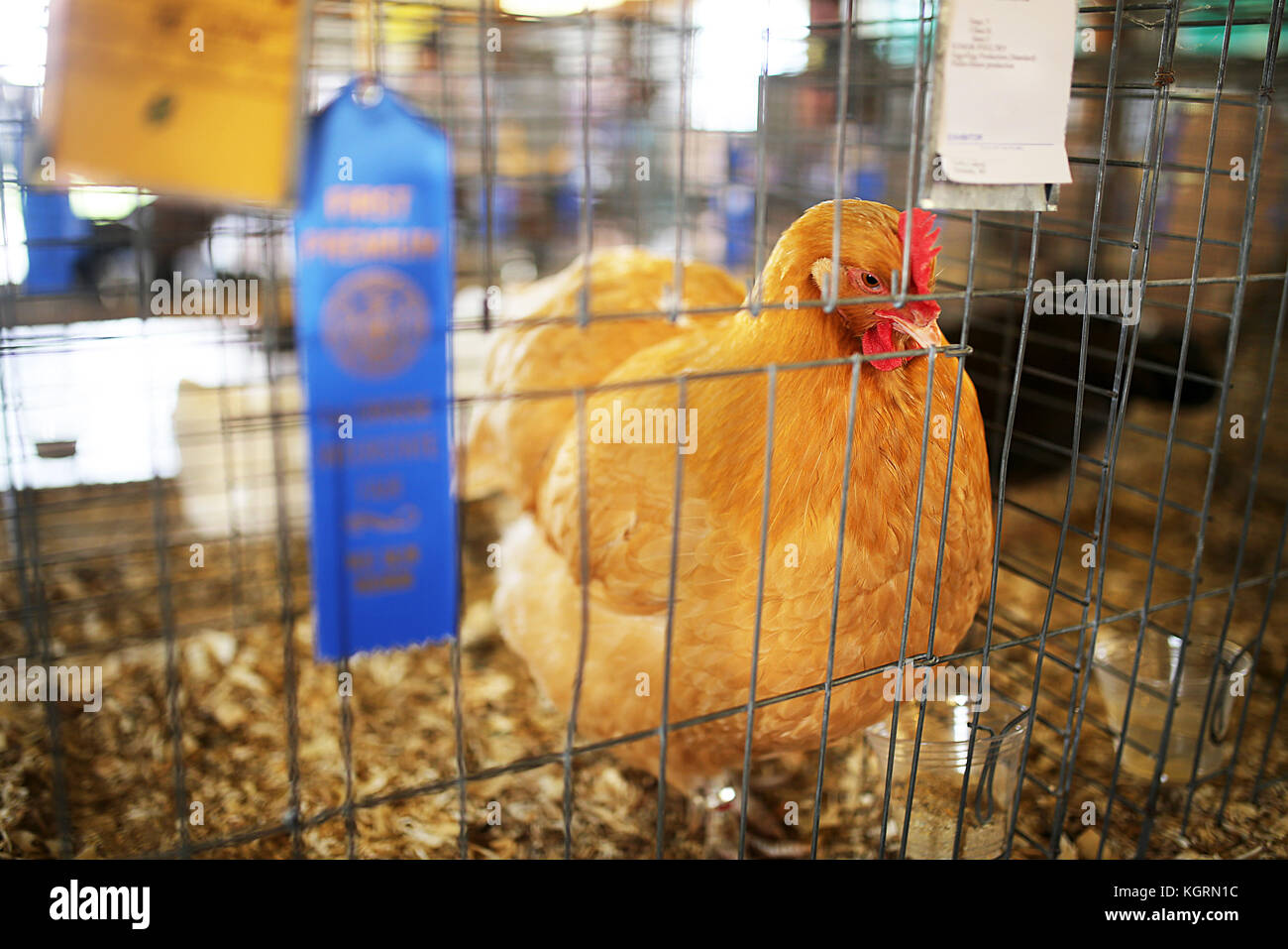Un 4-H 1° posto blue ribbon Award winning Oro Cometa gallina di pollo è in una gabbia a una fiera della contea. Foto Stock