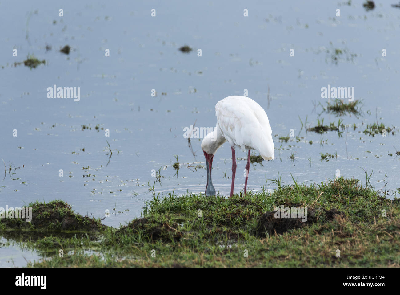 African spatola (Platalea alba) foraggio Foto Stock