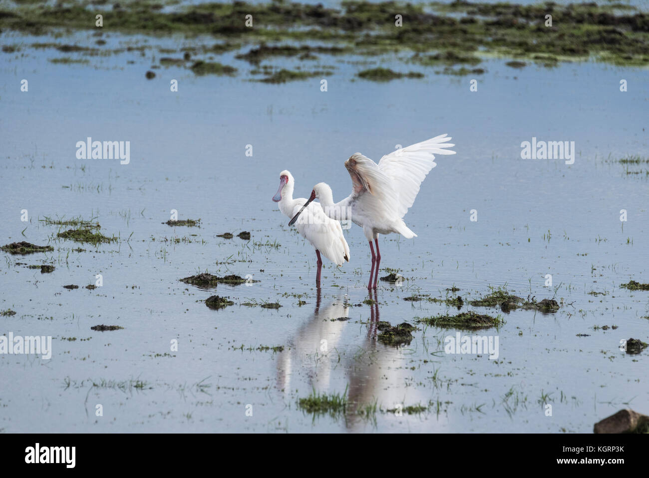 African spatola (Platalea alba) foraggio Foto Stock
