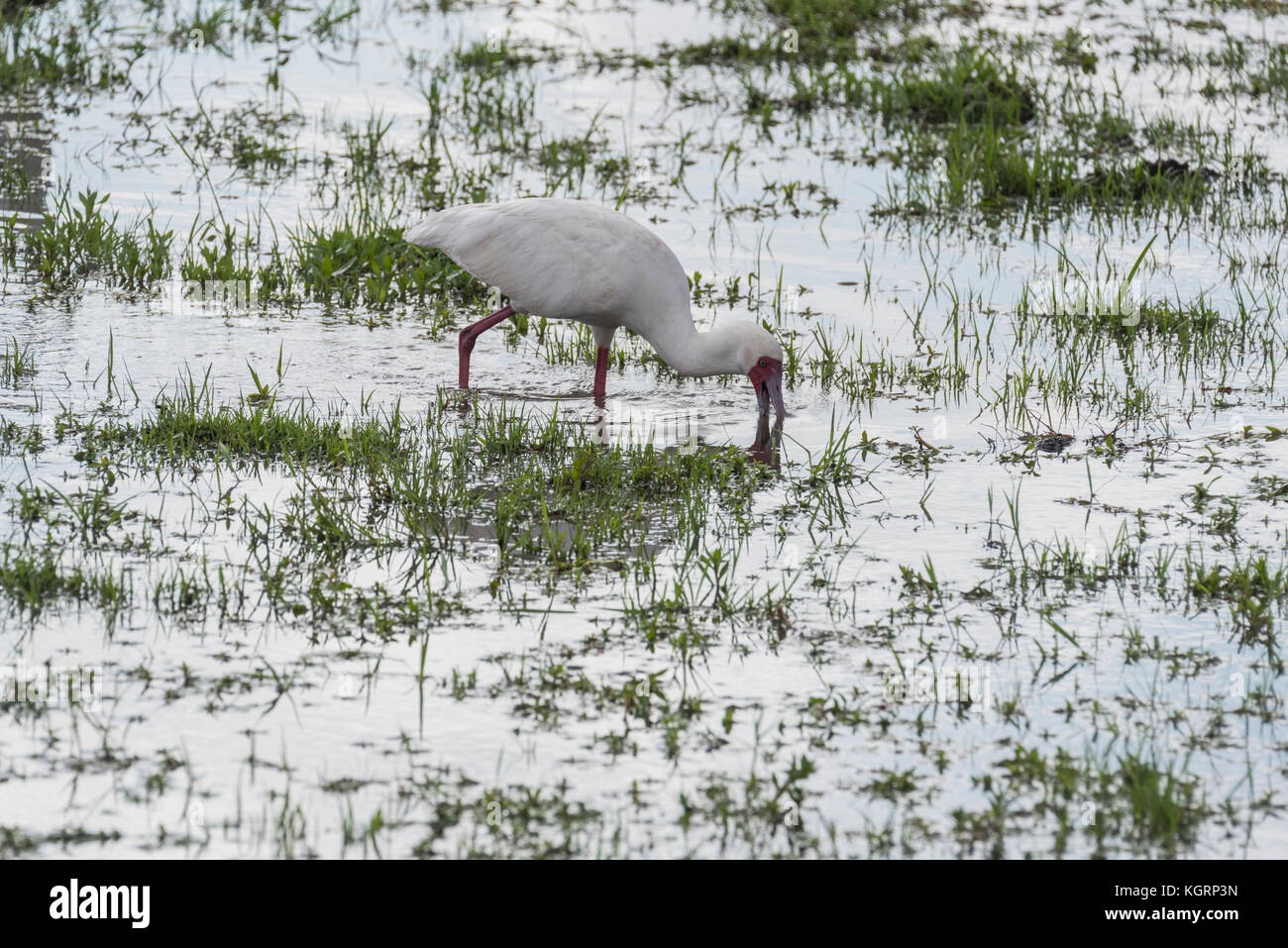 African spatola (Platalea alba) foraggio Foto Stock