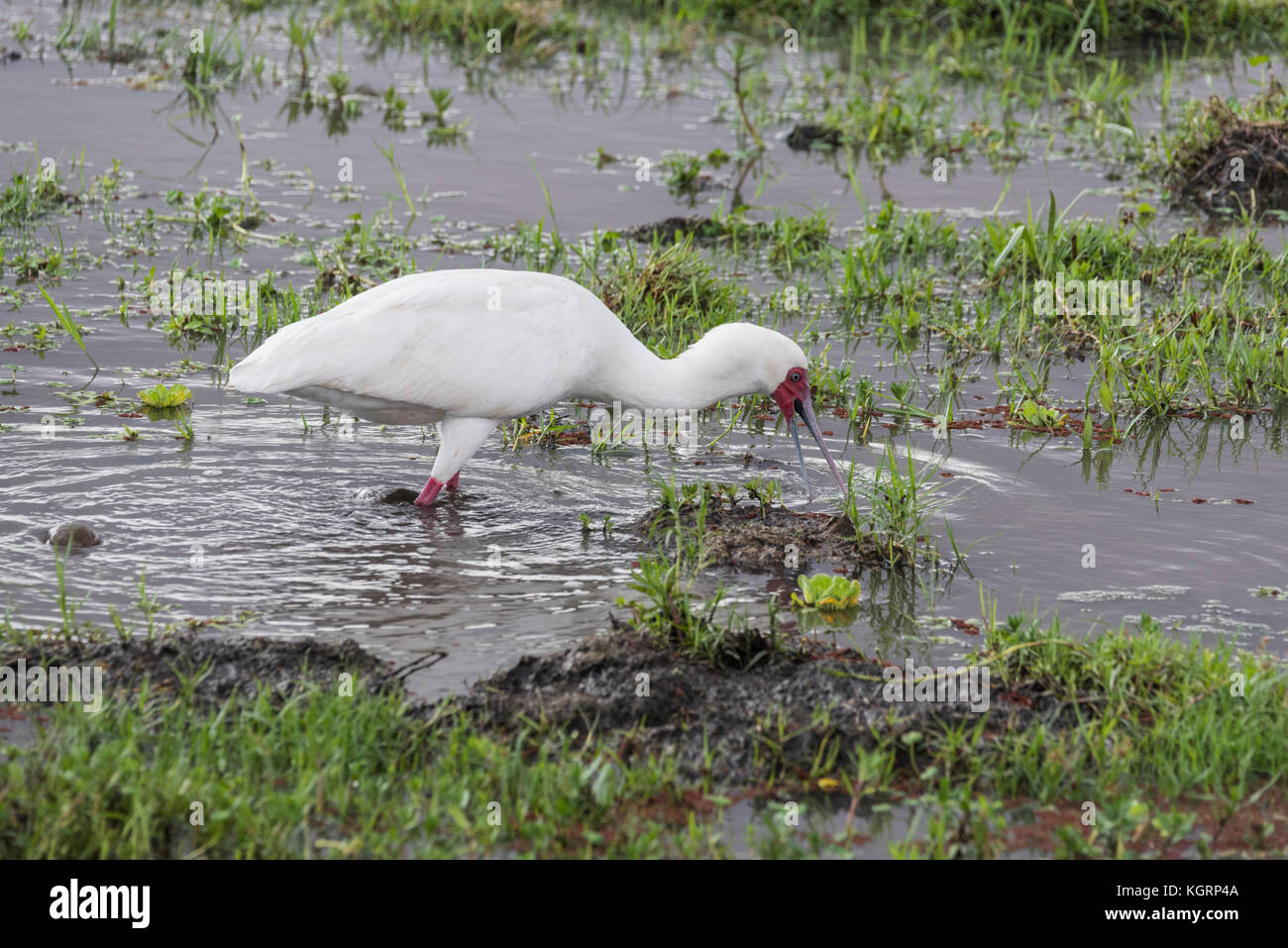 African spatola (Platalea alba) foraggio Foto Stock