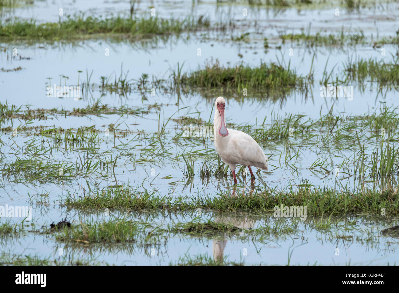 African spatola (Platalea alba) foraggio Foto Stock