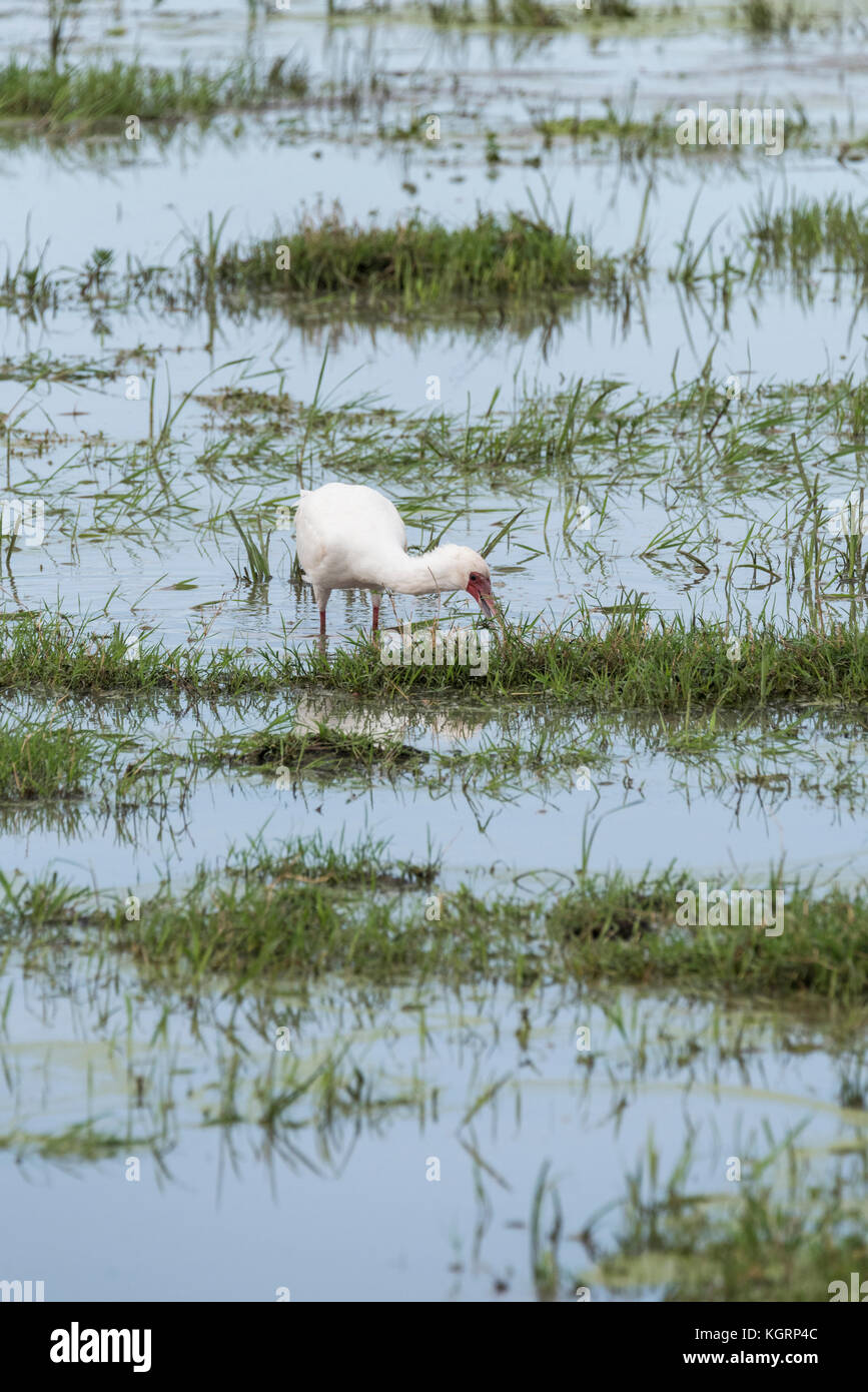 African spatola (Platalea alba) foraggio Foto Stock