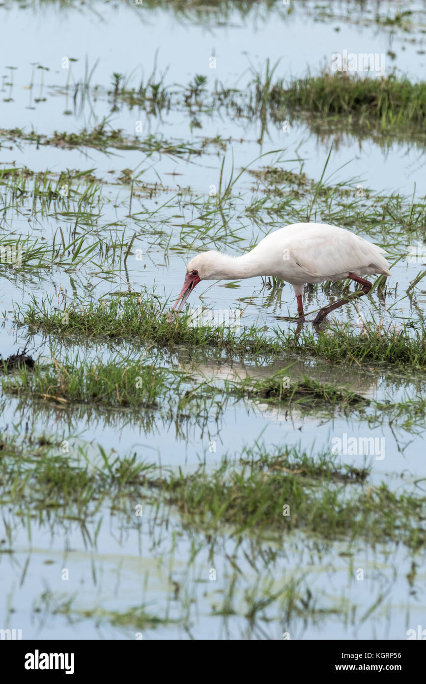 African spatola (Platalea alba) foraggio Foto Stock