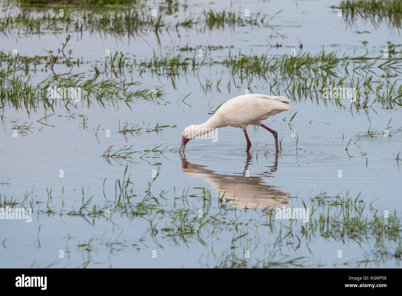 African spatola (Platalea alba) foraggio Foto Stock