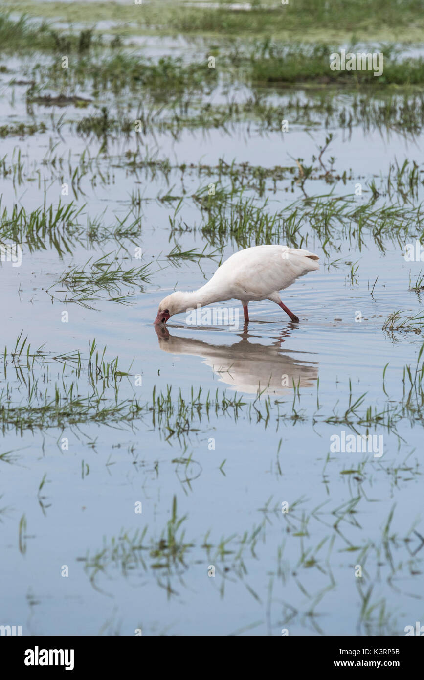 African spatola (Platalea alba) foraggio Foto Stock