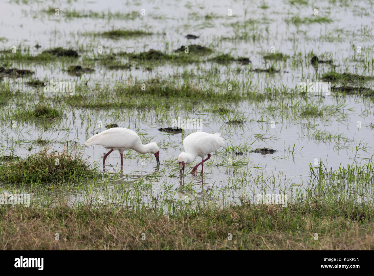 African spatola (Platalea alba) foraggio Foto Stock