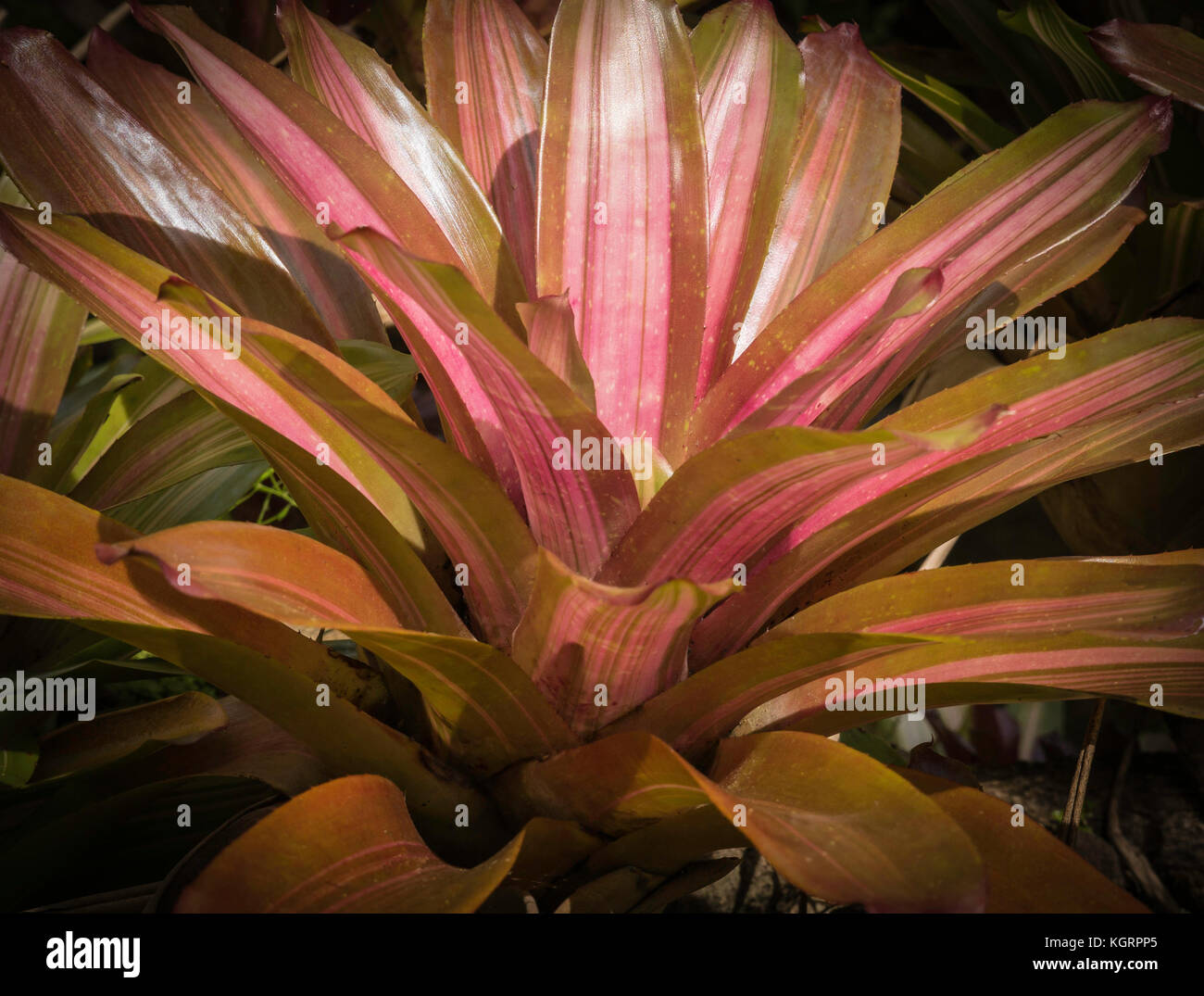 Bellissima pianta tropicale con strisce rosa verso il basso le foglie a spilli Foto Stock