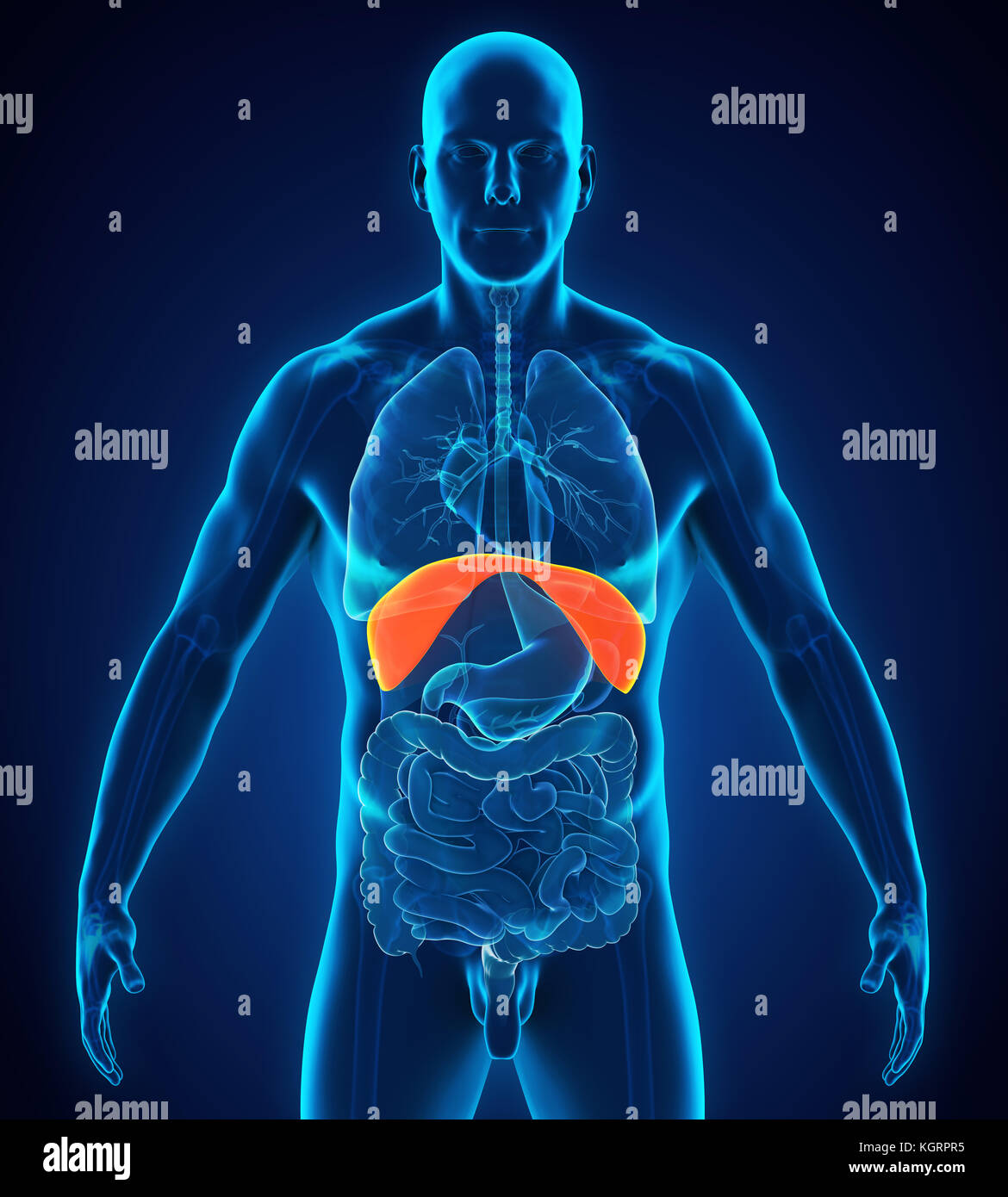 Diaframma umano anatomia Foto Stock