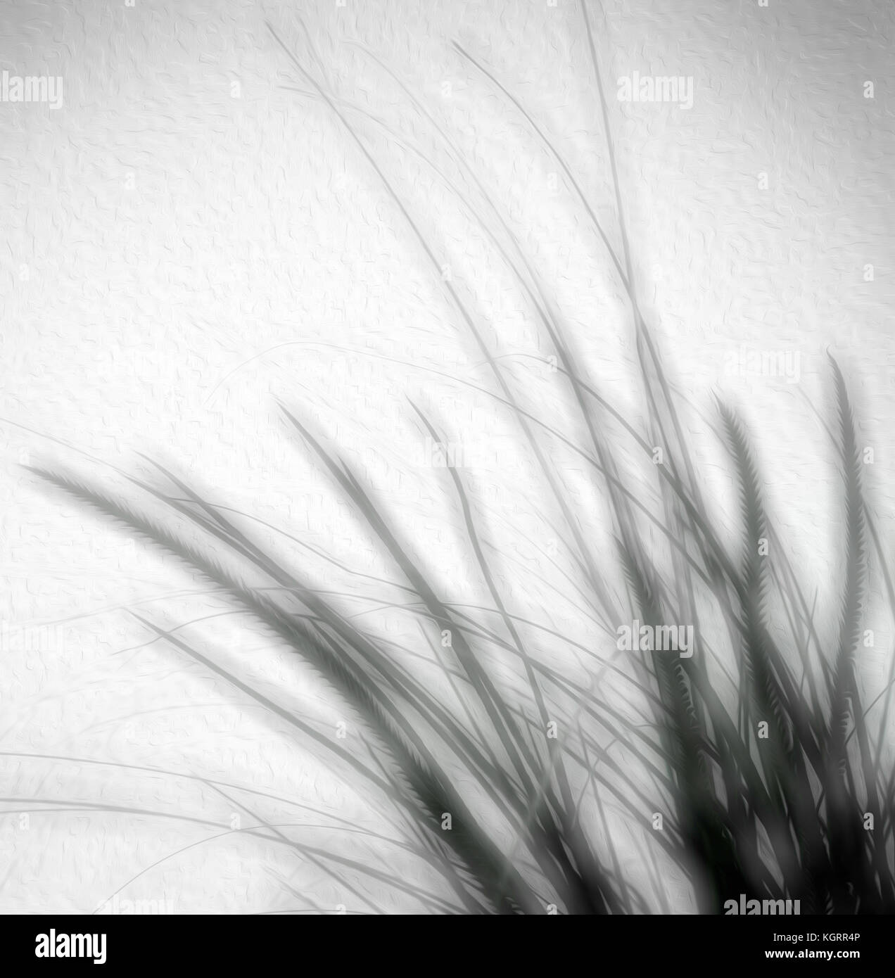 Sfocatura morbida erba selvatica in astratto monotones Foto Stock