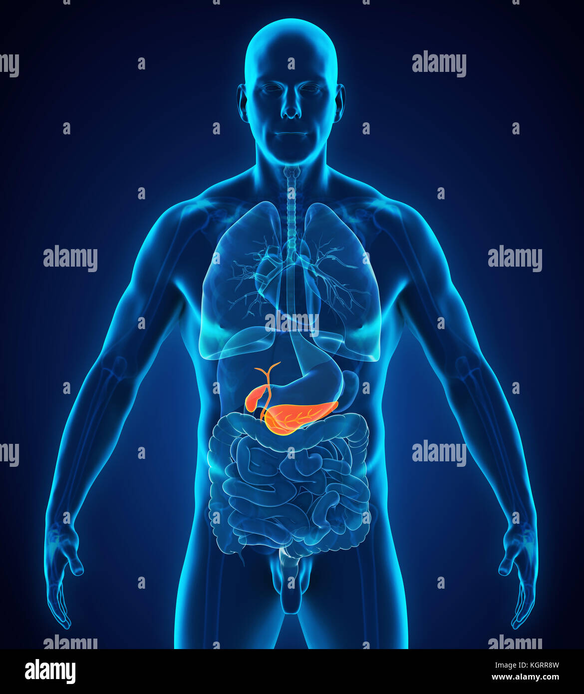 Umano e della cistifellea Pancreas anatomia Foto Stock