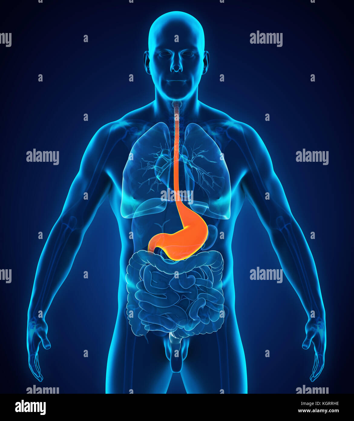 Stomaco umano anatomia Foto Stock