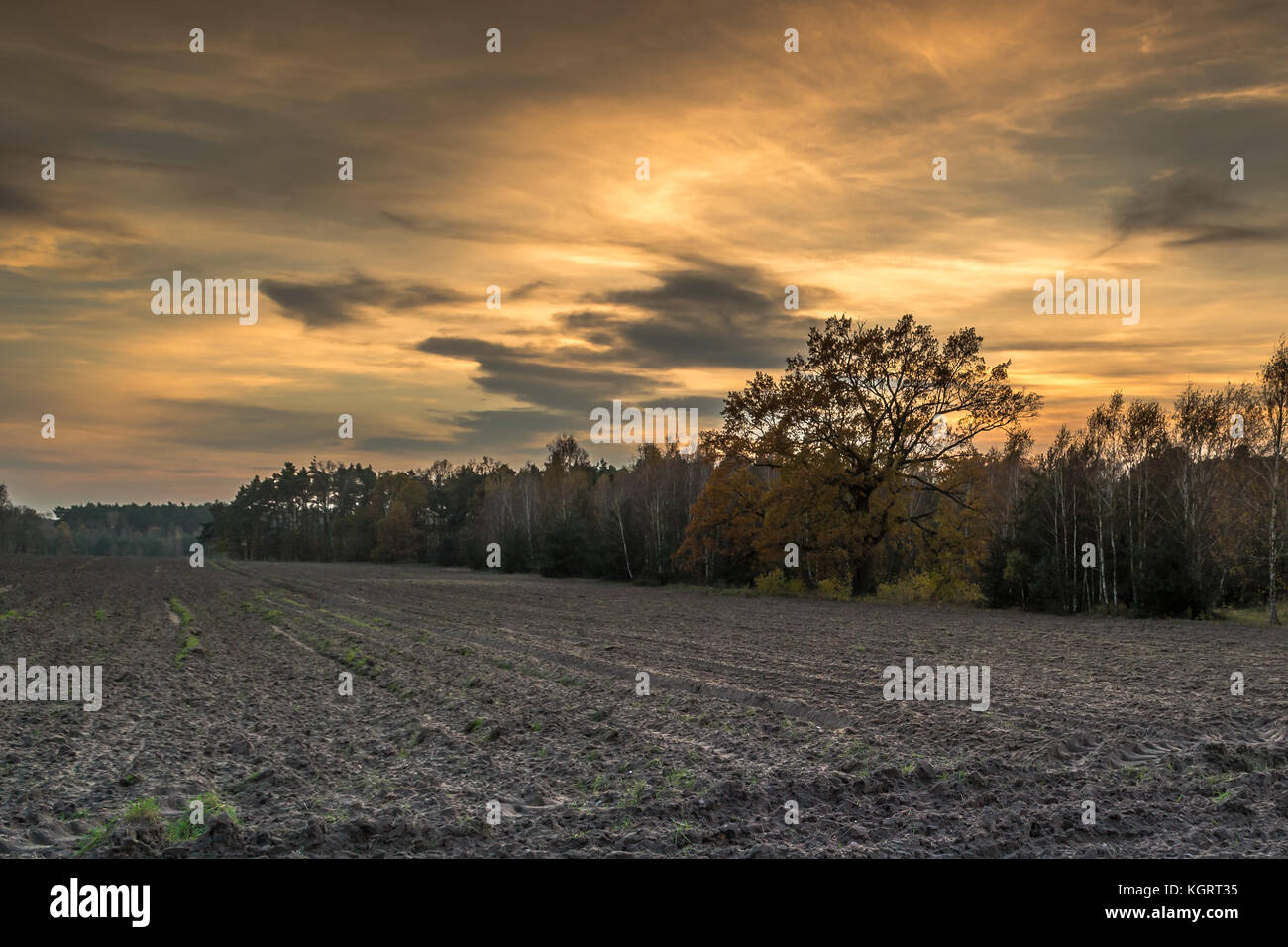 Rovere solitario nel sole di setting Foto Stock