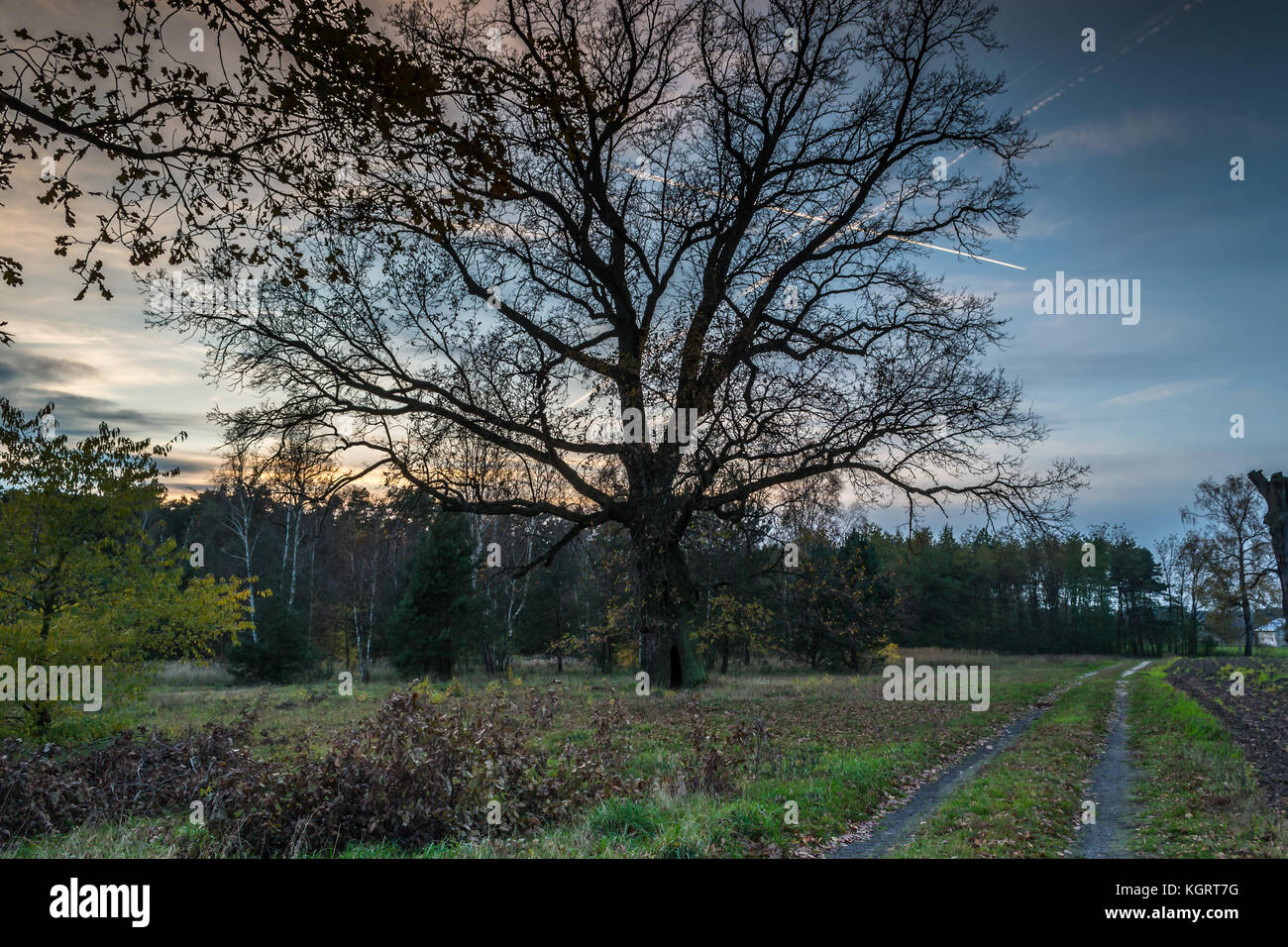 Rovere solitario nel sole di setting Foto Stock