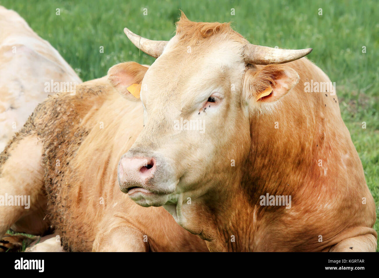 Big brown bull Foto Stock