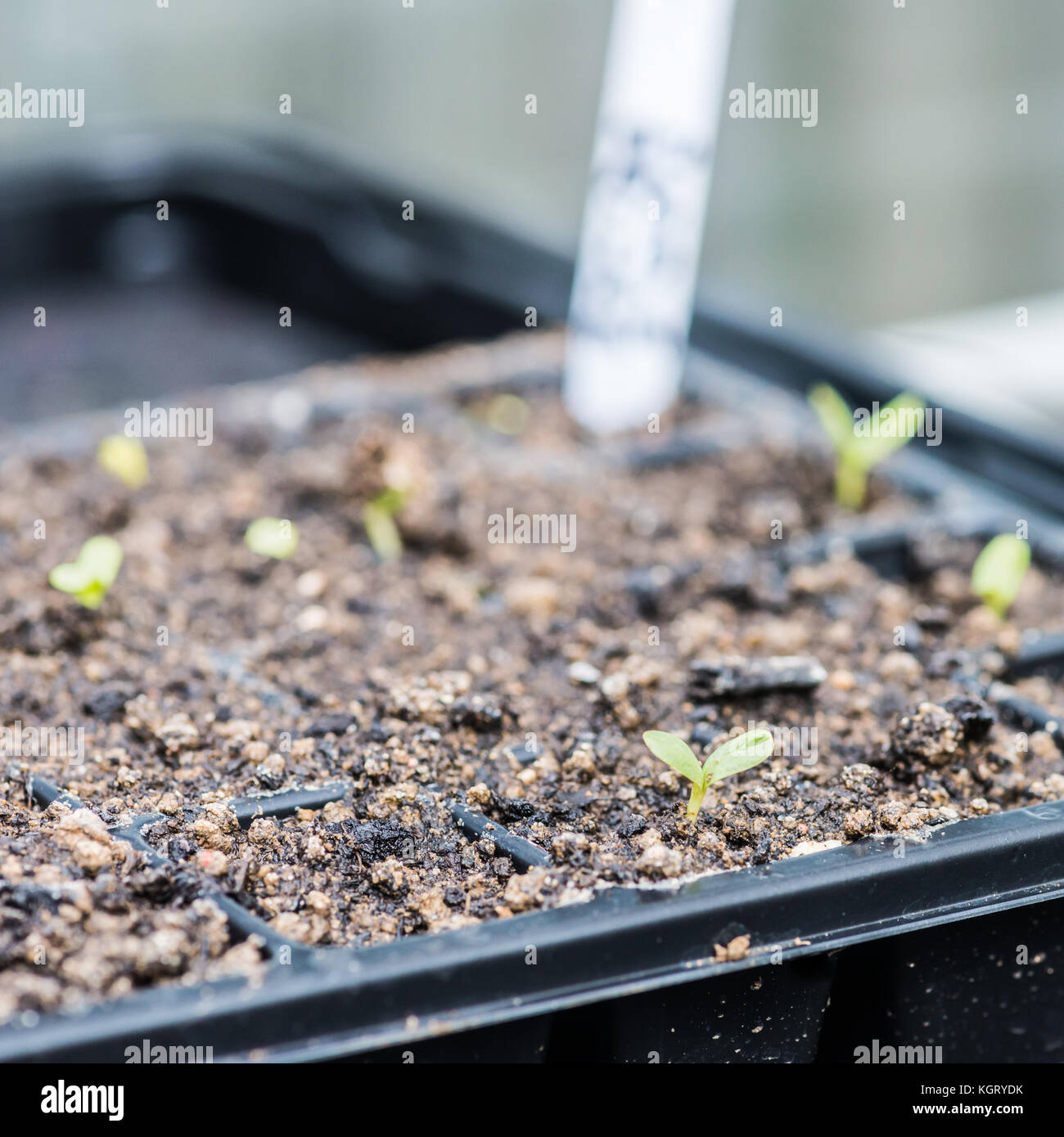 Un colpo di alcuni nuovi zinnia piantine provenienti attraverso il compost. Foto Stock