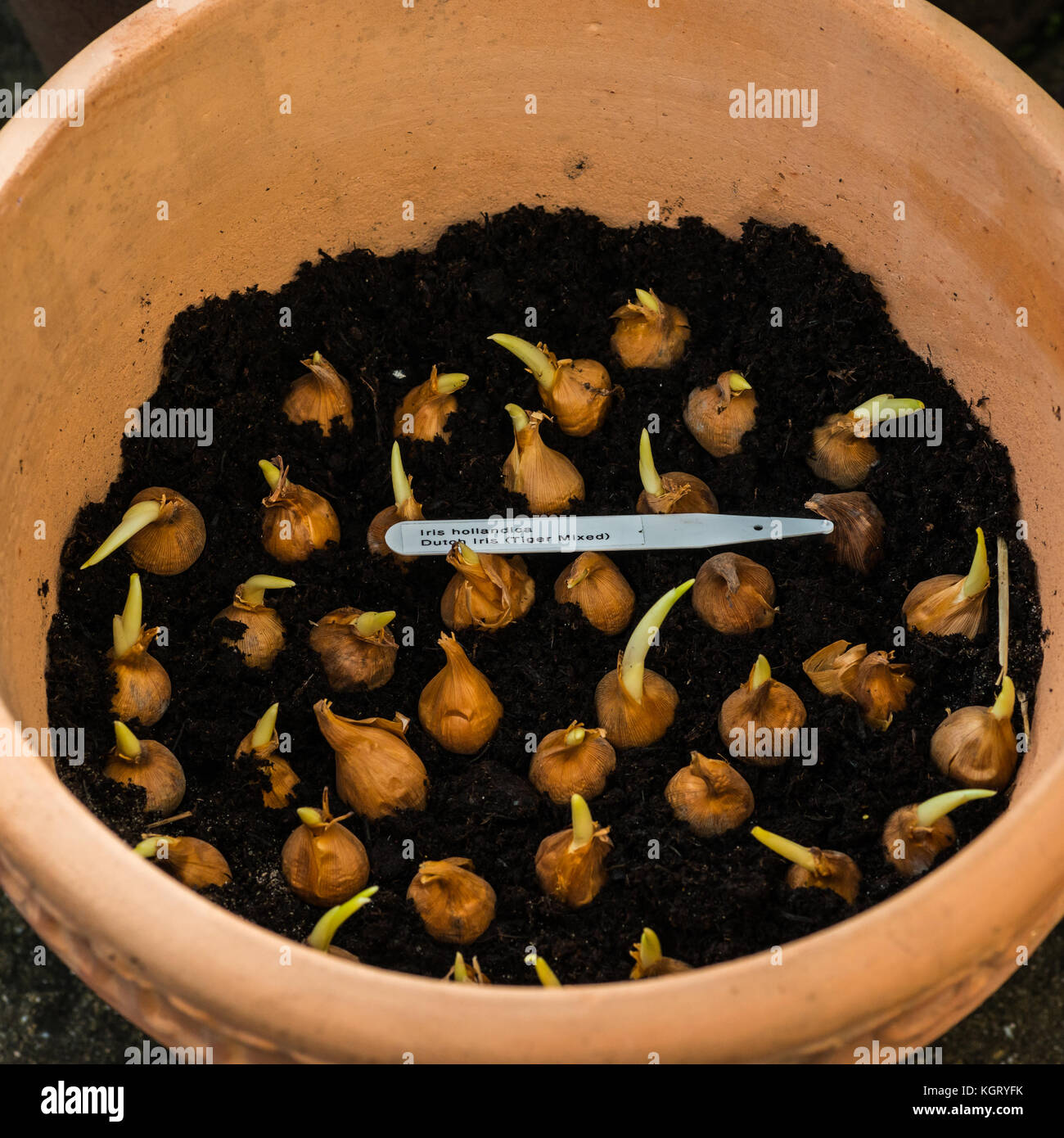 Un colpo di un vaso di terracotta pieno di bulbi olandesi di iride. Foto Stock