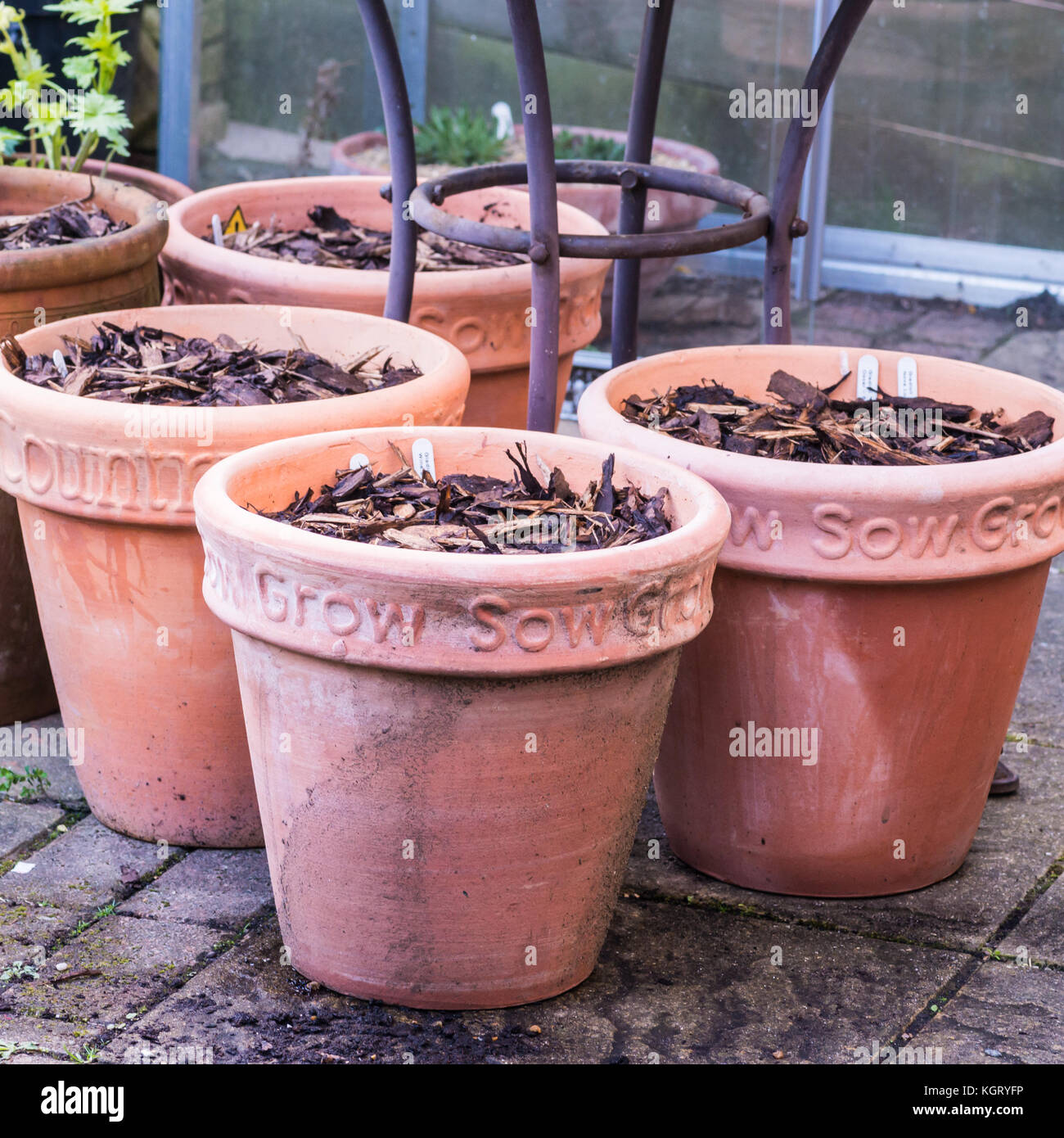 Un colpo di alcuni vasi di terracotta piantati con alcune lampadine d'estate. Foto Stock