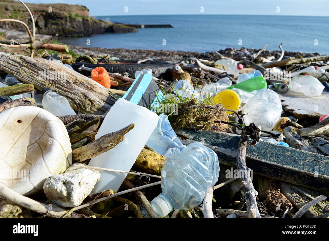 Cucciolata lavato fino a una spiaggia nella contea di Cork, Irlanda. Foto Stock
