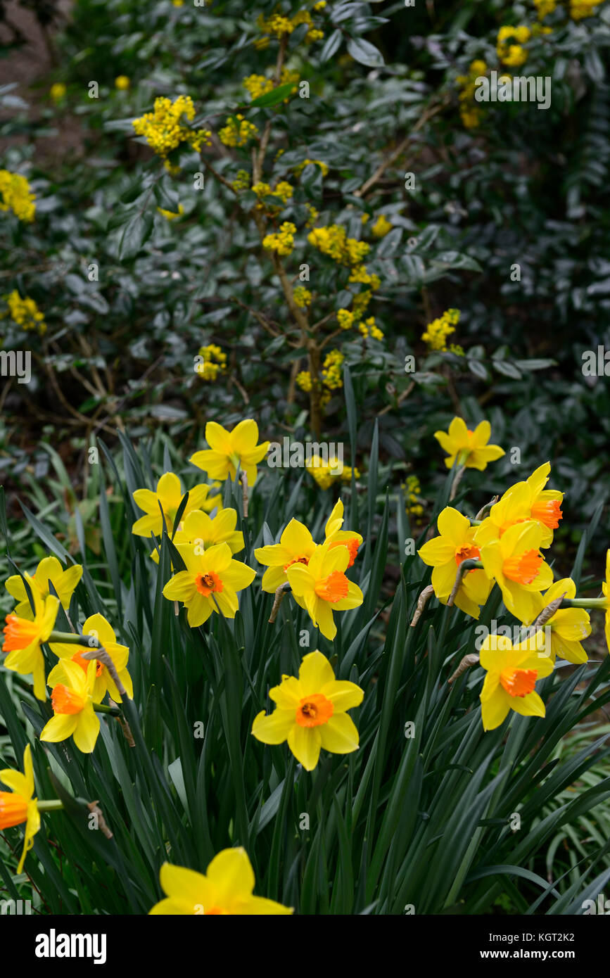 Giallo,arancio, tromba, daffodil, narcisi, mahonia repens, molla, fiori, fioritura, mix, misto, combinazione, RM Floral Foto Stock