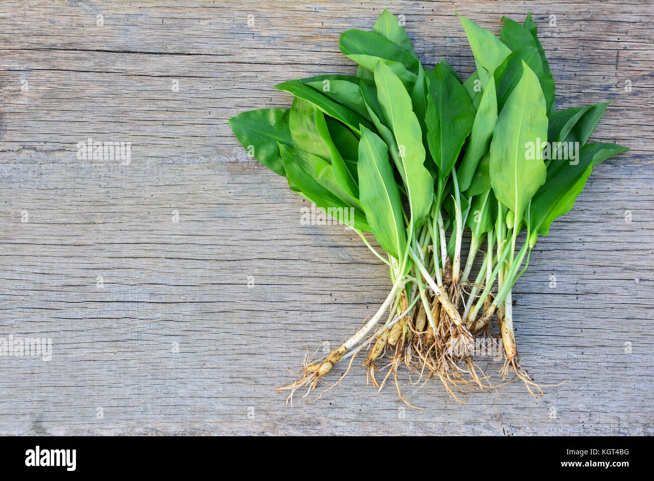 Mazzetto di aglio selvatico sul vecchio tavolo in legno di quercia, pianta intera, foglie e lampadine, molto sana insalata primaverile, anche noto come l'aglio orsino, o del diavolo, aglio Foto Stock
