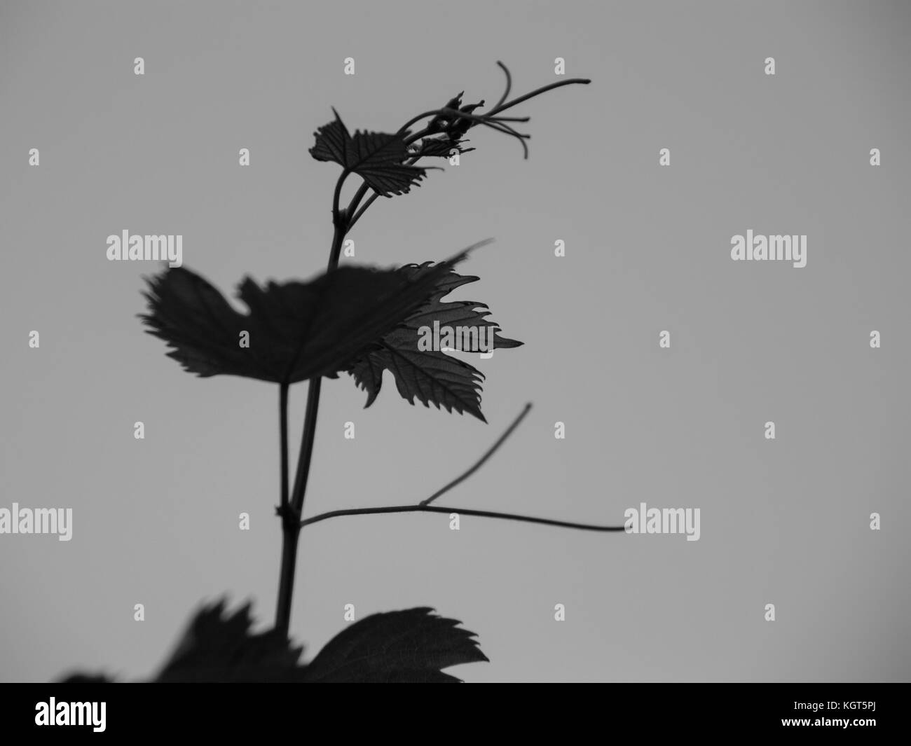 Semi di girasole con un cielo blu in background Foto Stock