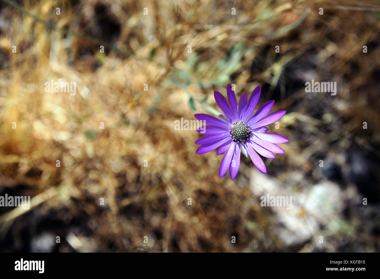 Buon fiore Foto Stock