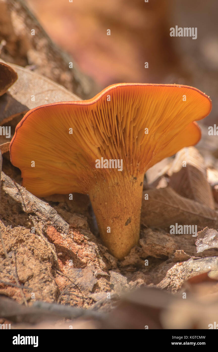 Giallo testa a fungo della foresta preso al lago di murray oklahoma Foto Stock