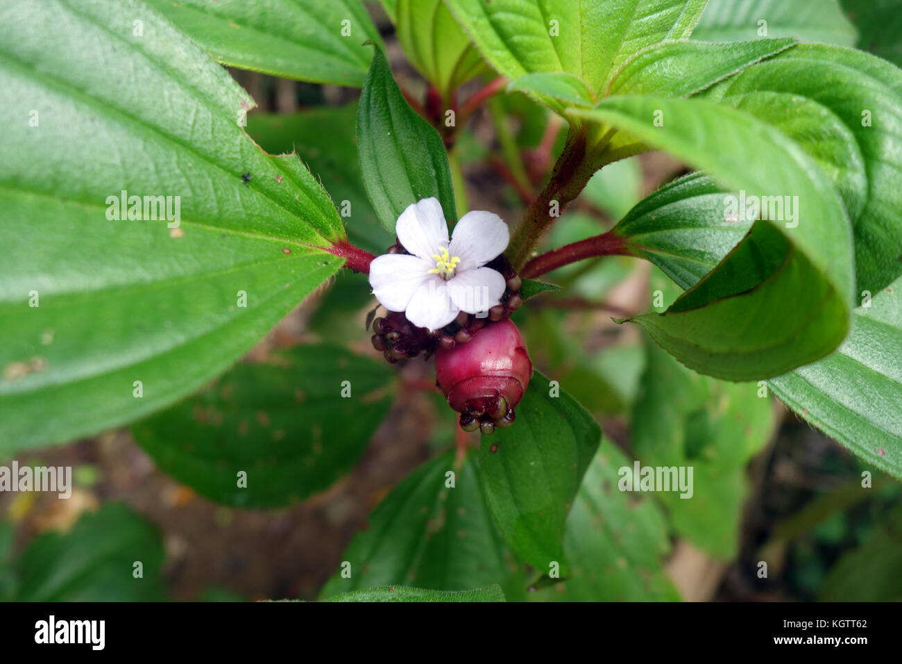 Lisiandra nativo (Melastoma malabathricum), Woonooroonan National Park, Queensland, Australia Foto Stock