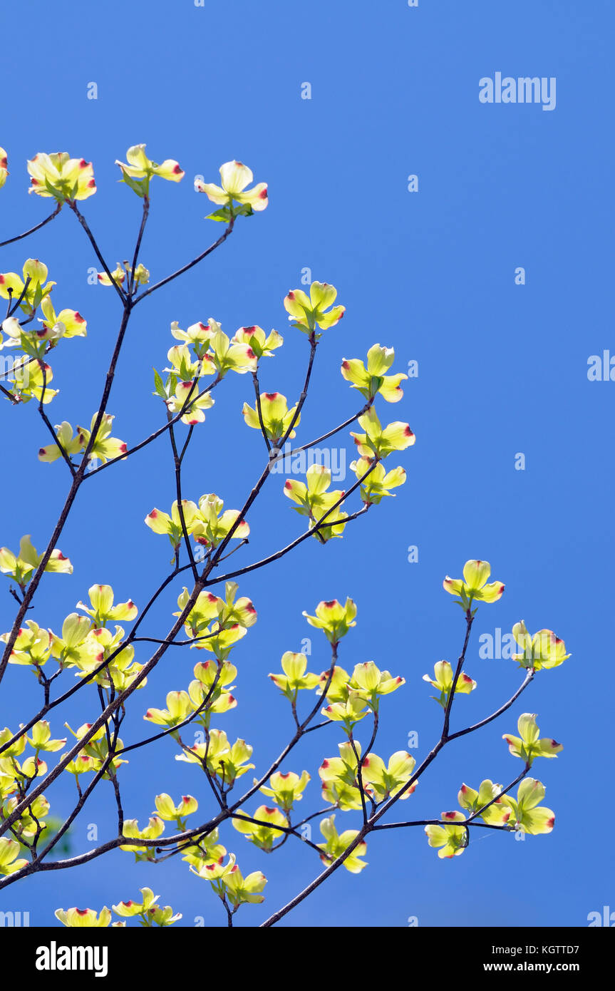 Fioritura sanguinello isolato isolato sul cielo blu chiaro. rari fiori gialli con punte rosse, raro esemplare. Foto Stock
