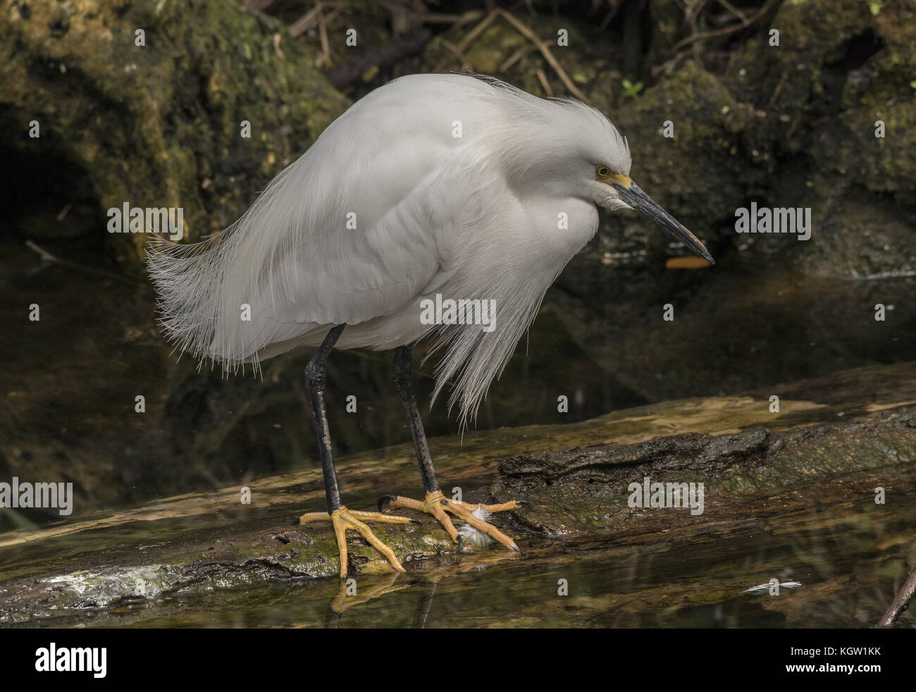 Snowy garzetta, Egretta thuja pesca, Florida. Foto Stock