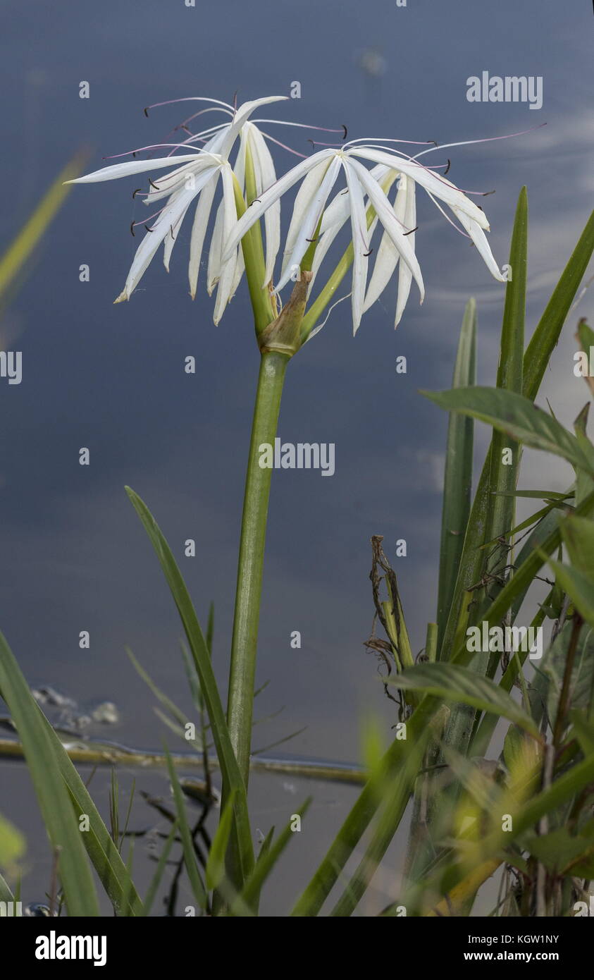 Florida swamp-lily, Crinum americanum, in fiore sul bordo del lago, Florida. Foto Stock