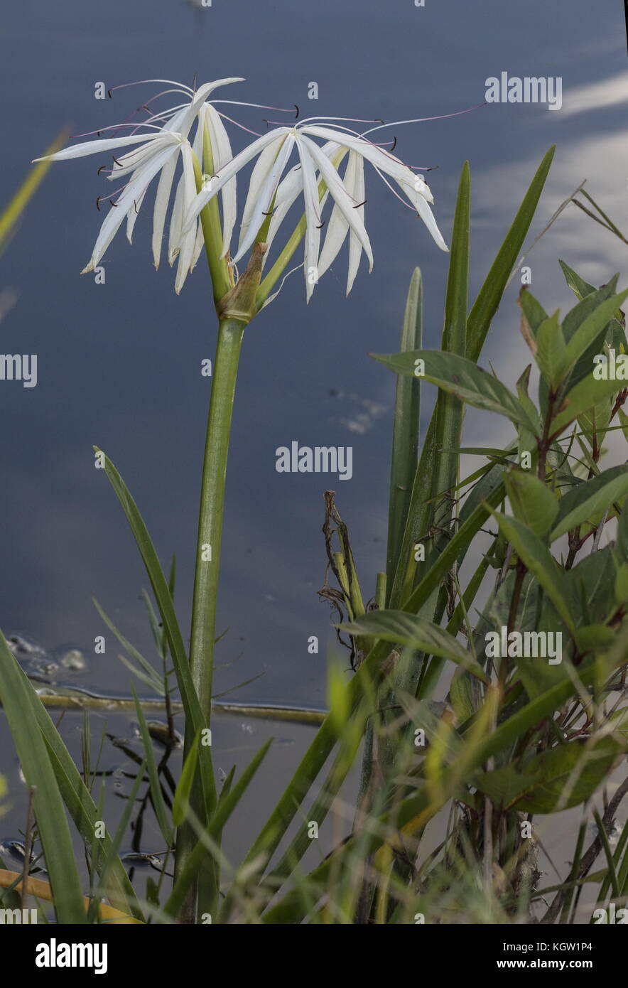 Florida swamp-lily, Crinum americanum, in fiore sul bordo del lago, Florida. Foto Stock