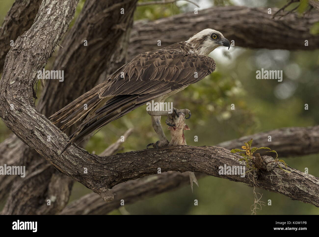 Osprey, Pandion haliaetus, arroccato nella struttura ad albero con pesci preda. Florida. Foto Stock