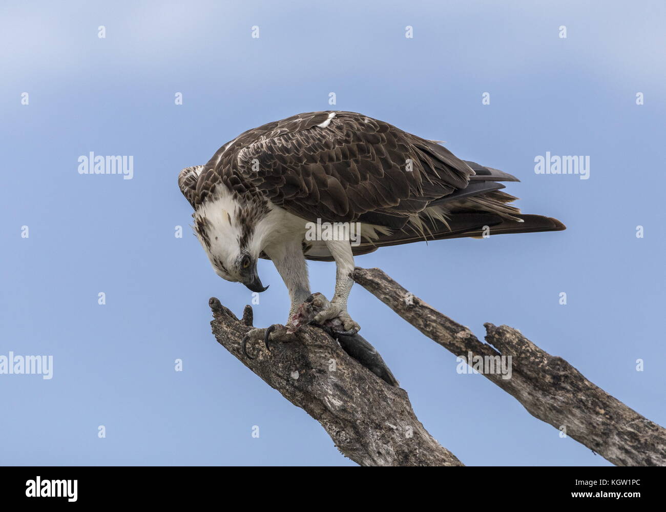 Osprey, Pandion haliaetus, arroccato in albero morto con pesci preda, Florida. Foto Stock