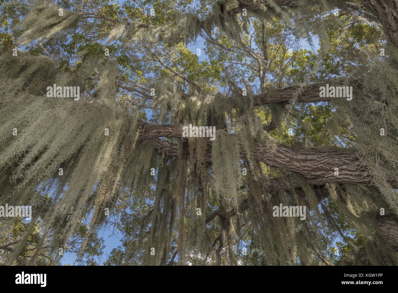 Muschio spagnolo, Tillandsia usneoides, coprendo il vecchio pioppo (cottonwoods) in Everglades, Florida del sud. Foto Stock