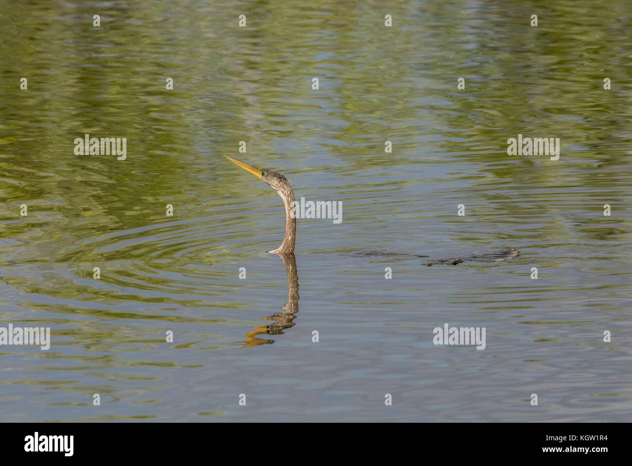 Anhinga, anhinga anhinga, nuoto, mostra-serpente come collo; in Florida. Foto Stock