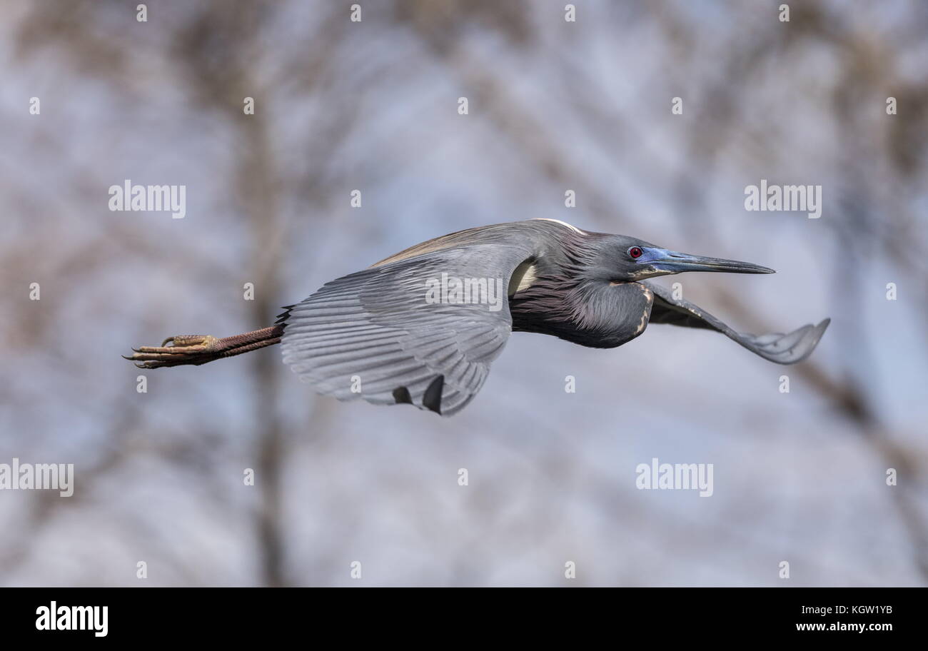 Airone tricolore, Egretta tricolore, in volo. Inverno, Florida. Foto Stock