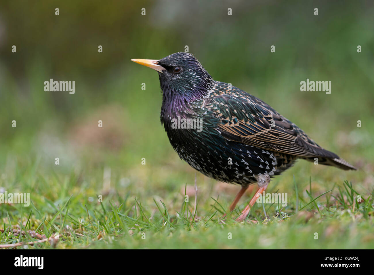 Starling comune ( sturnus vulgaris ) adulto in abito di allevamento, appollaiato sul terreno, nice metallico piumaggio scintillante, attentamente guardare, l'Europa. Foto Stock