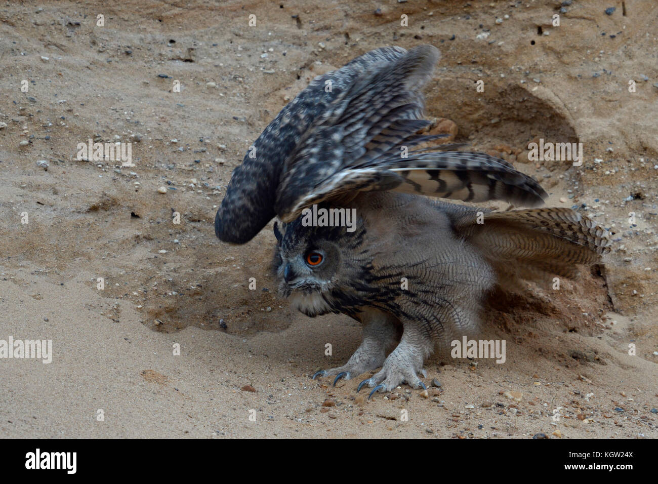 Gufo reale (Bubo bubo ), giovane uccello in una buca di sabbia, stirando le sue ali e corpo, sempre attivo, al tramonto, la fauna selvatica, l'Europa. Foto Stock