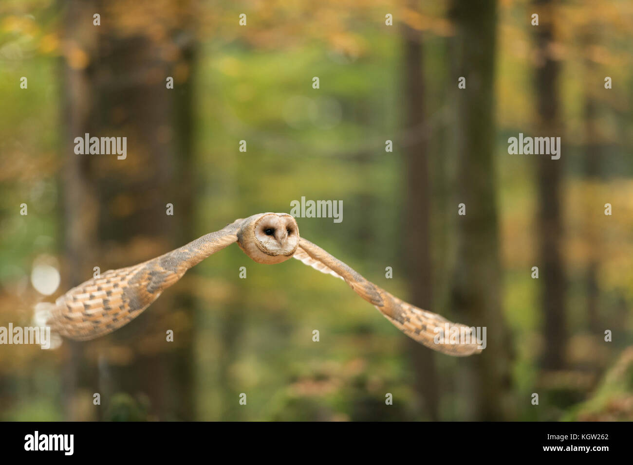 Barbagianni / schleiereule ( Tyto alba ) battenti, in un silenzio di volo attraverso un colorato autunnali aprire la foresta, a caccia di prede, l'Europa. Foto Stock