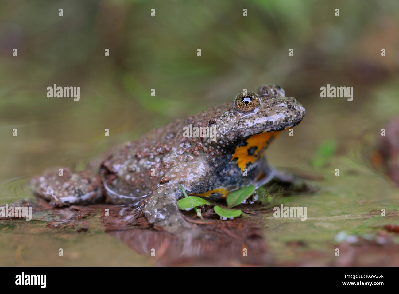 Toad/Gelbbauchunke (Bombina variegata), adagiato in acque poco profonde di una pozza naturale, pupille di cordialità, specie rare, Europa. Foto Stock