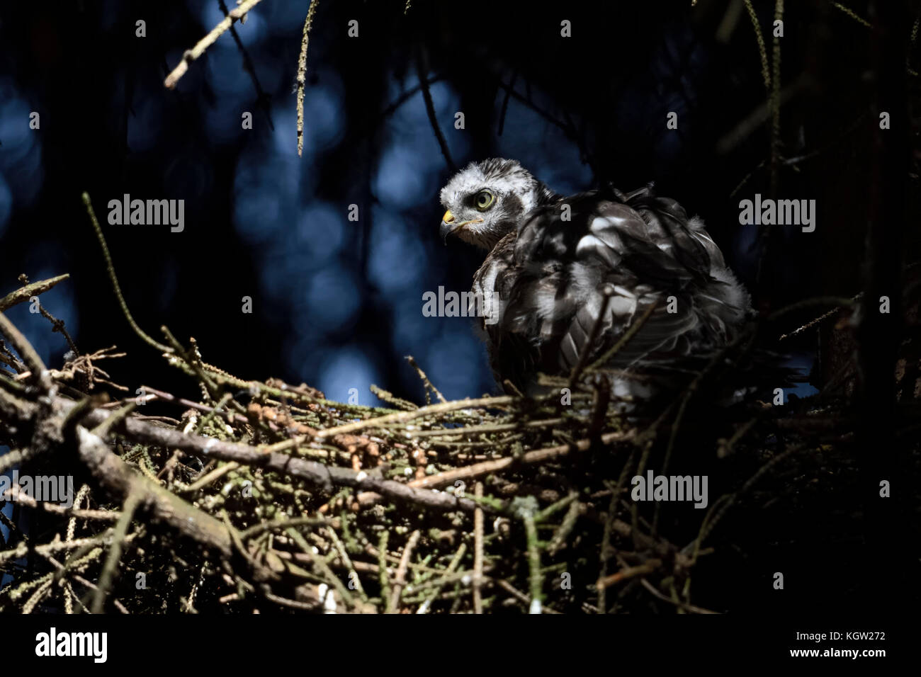 Eurasian sparviero ( Accipiter nisus ), adolescente chick seduta nel nido nascosto in una struttura ad albero di abete rosso, in Spotlight, guardare quasi maturi, l'Europa. Foto Stock