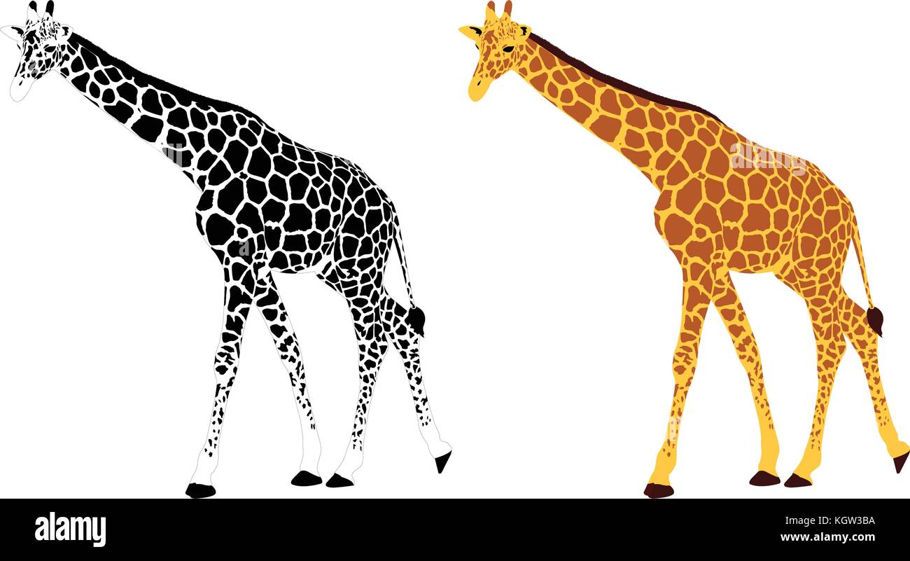 Illustrazione dettagliata della giraffa - vettore Illustrazione Vettoriale